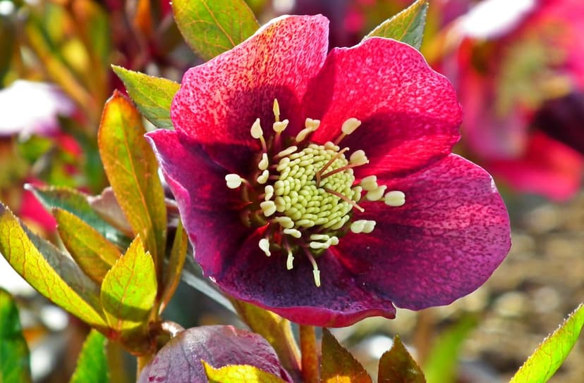 Deep burgundy hellebore flower with a pale green stamen cluster and blurred garden leaves in the background.