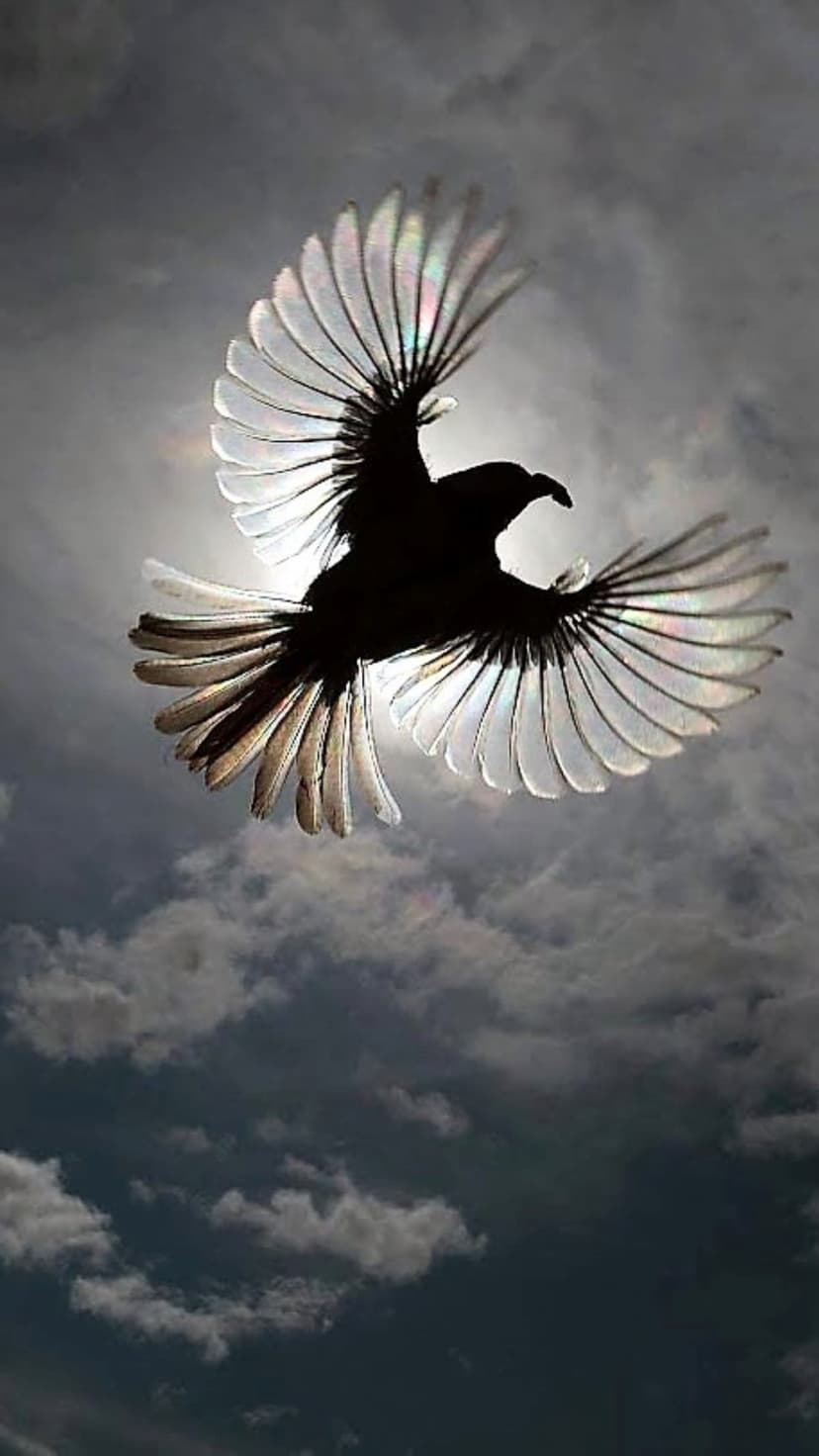 Bird silhouette with translucent wings soars against dark textured clouds and piercing sun rays in a moody sky.