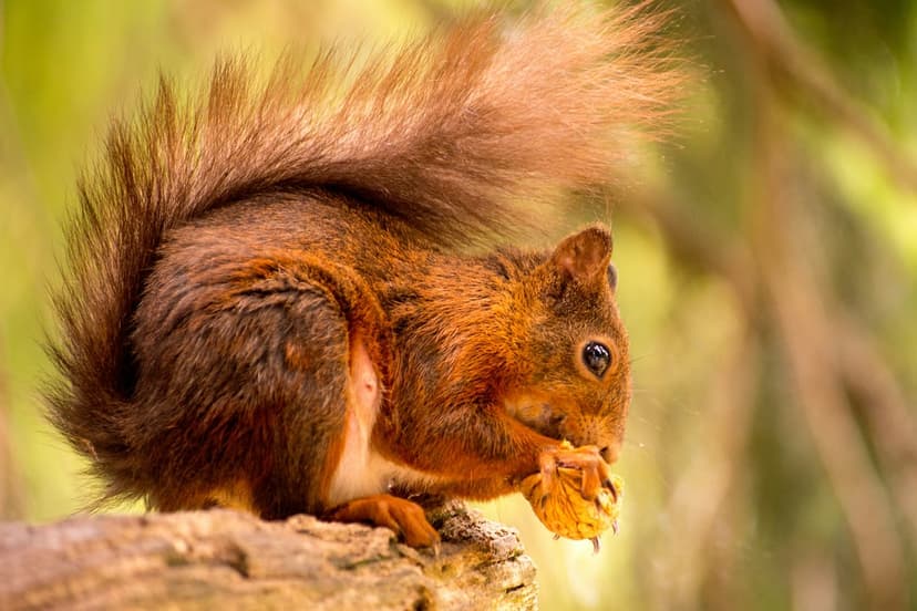 Red squirrel with fluffy fur holds a nut while perched on a mossy branch against blurred green foliage.