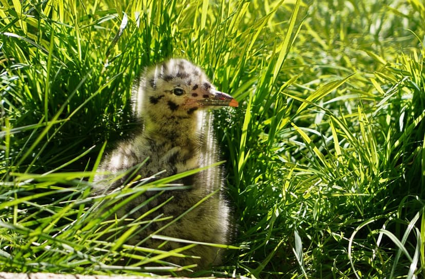 Speckled seagull chick with a tiny orange beak sits nestled within sunlit blades of grass with a soft background.