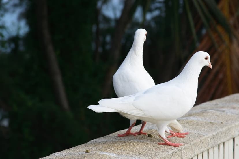 Two white doves perched on a stone ledge against a blurred background of green tropical palm fronds and leaves.