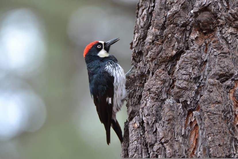 Acorn woodpecker with a red cap looks upward while clinging to textured tree bark against blurred green leaves.