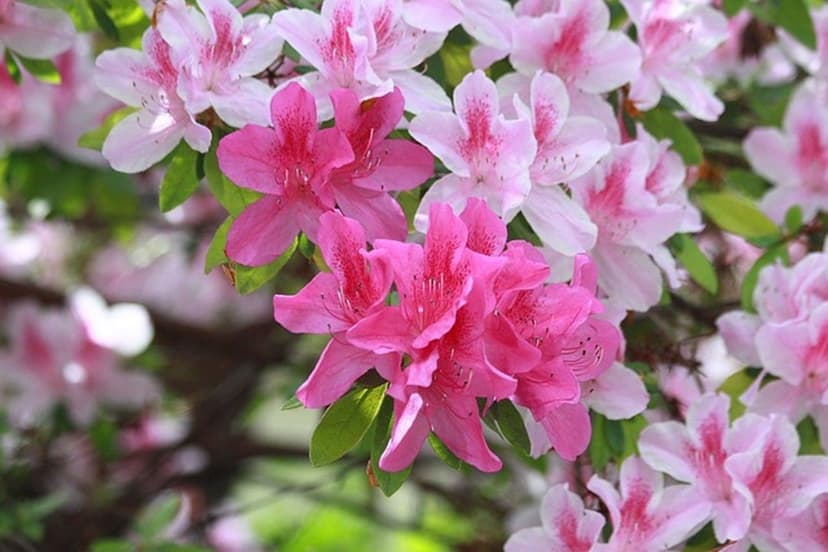 Pink azalea flowers with delicate petals and green leaves are illuminated by soft, natural spring sunlight.