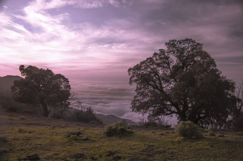 Dark tree silhouettes stand on a mountain ridge above a layer of thick white clouds during a purple sunrise.
