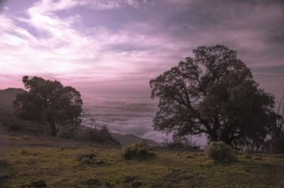 Serene Alpine Dawn with Silhouetted Trees Mobile Wallpaper