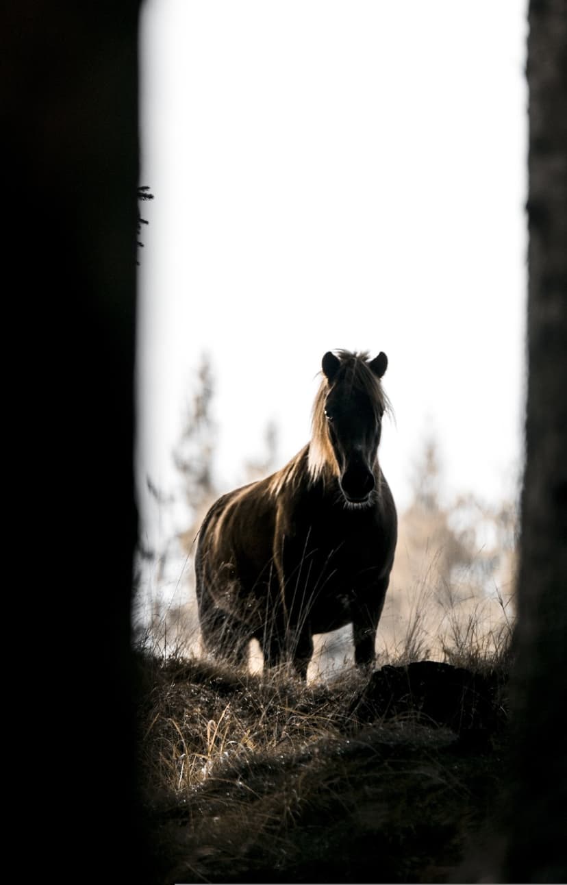 Horse silhouette standing in tall dry grass against a bright overcast sky with a blurred treeline background.
