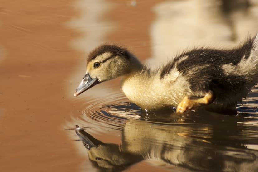 Yellow and brown duckling swimming in calm water with a clear reflection and soft ripples in profile view.