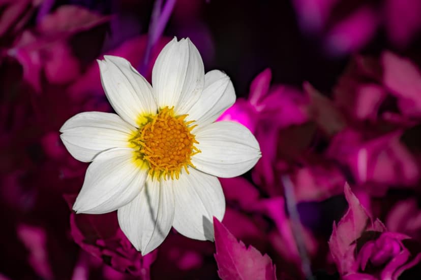 White dahlia flower with a yellow center set against a blurred background of vibrant neon pink botanical leaves.