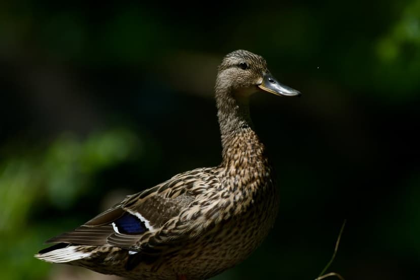 Female Mallard duck with intricate brown feathers and a water droplet on its beak sits in dappled sunlight.