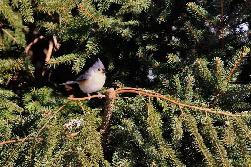 Tufted Titmouse bird with a small crest sits on a green fir branch under soft natural sunlight in the forest.
