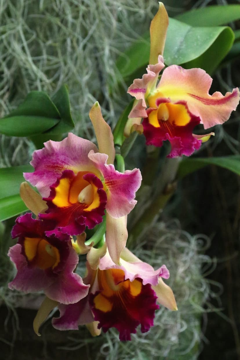 Pink and burgundy Cattleya orchids with ruffled petals against a blurred green leaf and root background.