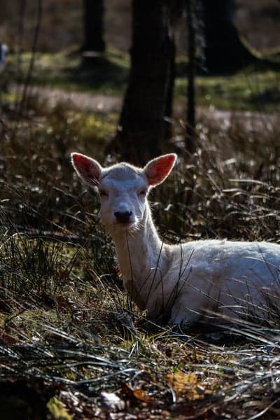 Rare Albino Deer Resting in Sunlit Forest Mobile Wallpaper
