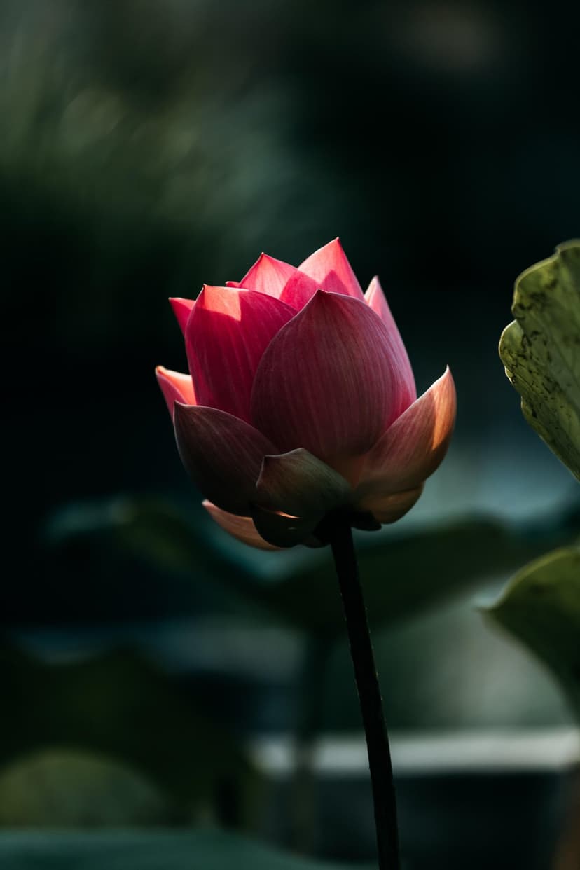 Pink lotus flower bud with glowing petals against a dark green bokeh background in vertical orientation.