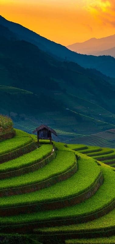 Rice Terrace Haven Under Sunset Hues