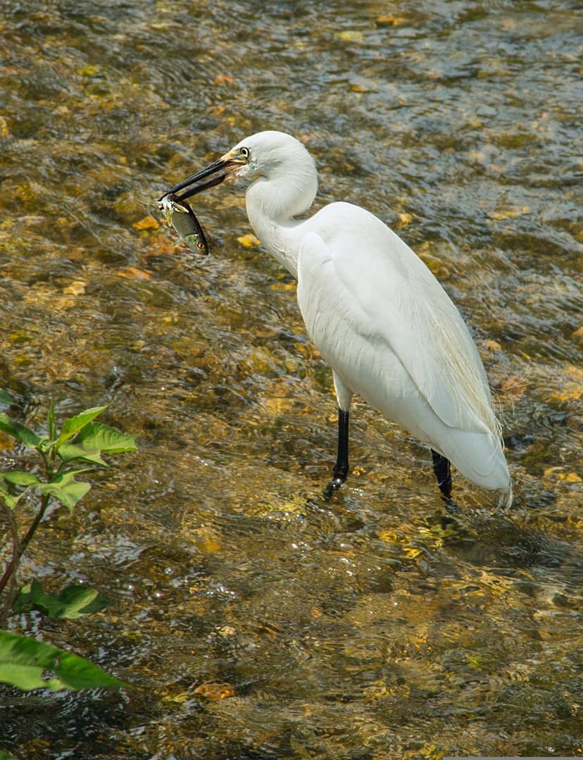 White egret with a fish in its beak standing in a shallow stream with sunlit water and colorful river rocks.