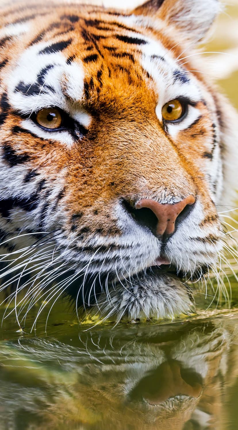 Tiger face drinking water shows amber eyes and long whiskers reflected on the surface of a forest pond.