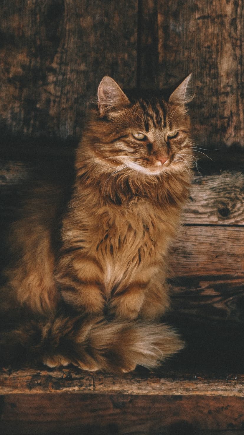 Long-haired tabby cat with green eyes and brown striped fur sits against a textured rustic wood surface.
