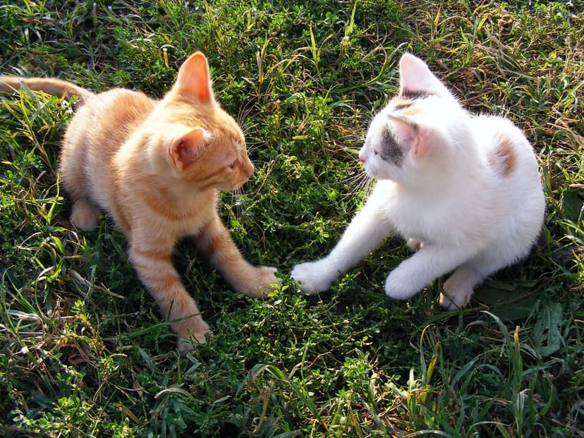 Ginger and calico kittens reach toward each other with paws outstretched in a sun-drenched grassy field.