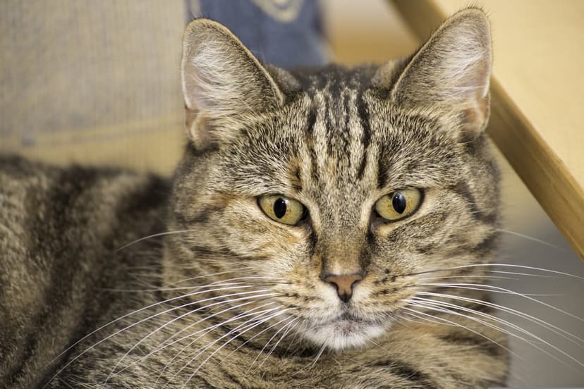 Tabby cat with intense yellow eyes and detailed brown stripes stares forward against a blurred indoor background.