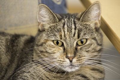 Close-up Portrait of a Tabby Cat with Intense Yellow Eyes