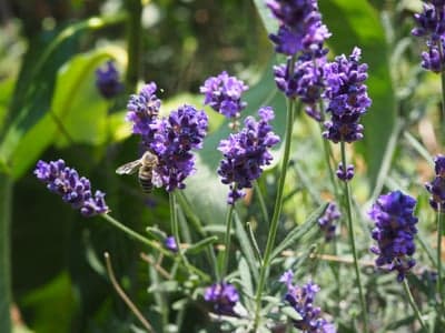 Honeybee Pollinating Lavender Sprig Mobile Background