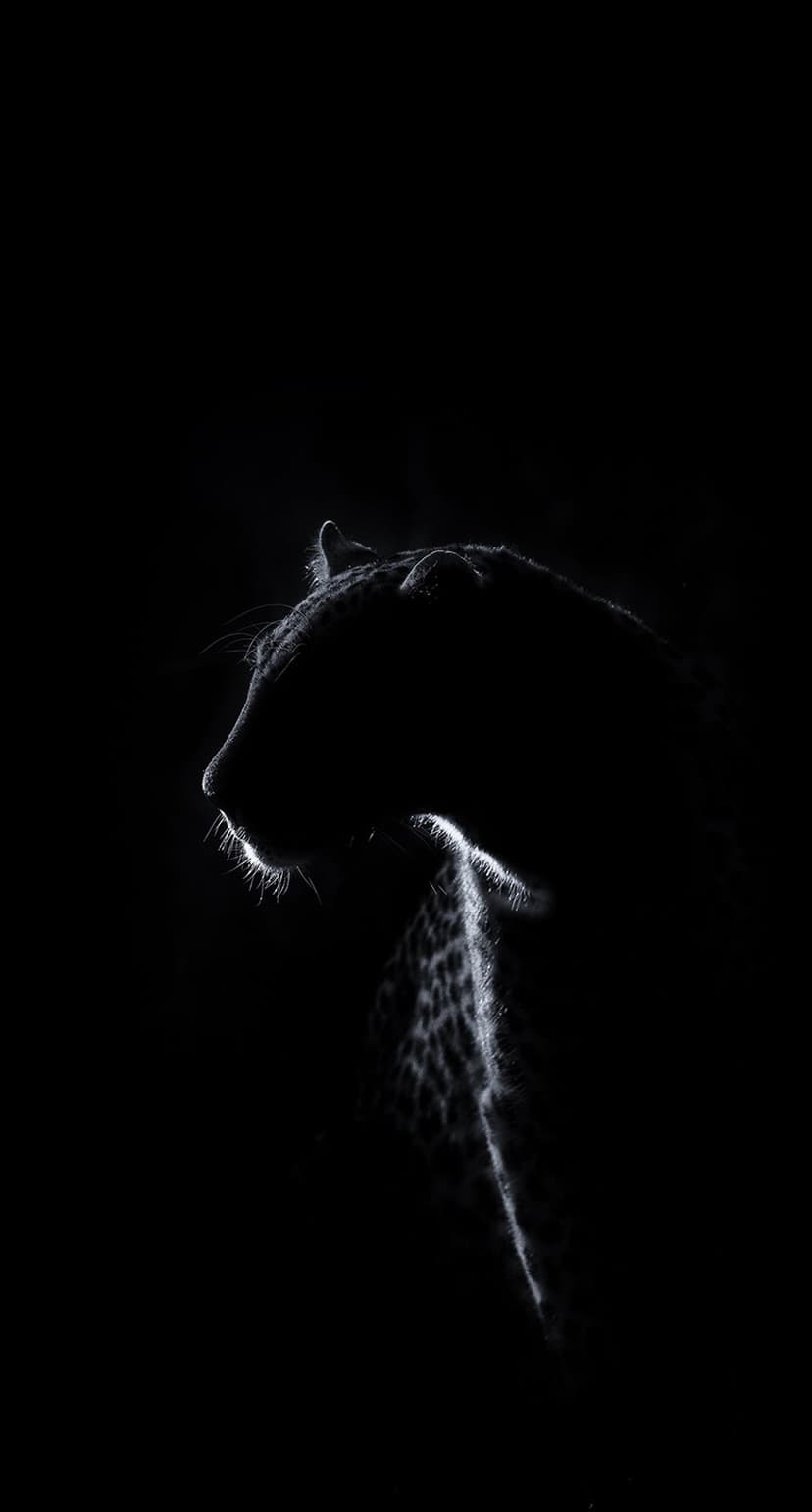 Leopard profile with illuminated whiskers and faint spotted fur texture against a solid black background.