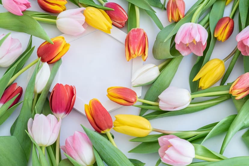 Pink, red, and yellow tulips arranged around a white hexagonal frame on a plain white surface with green leaves.
