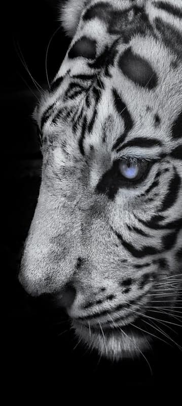 Close-up Portrait of a White Tiger with Blue Eyes