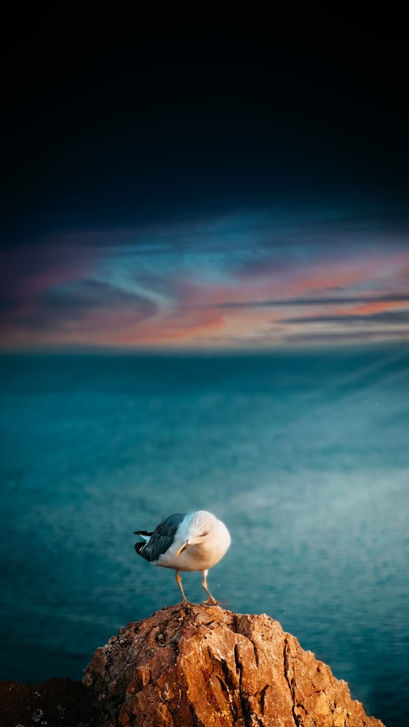 Seagull silhouetted on a jagged coastal rock as orange and pink sunset light reflects off the calm ocean water.