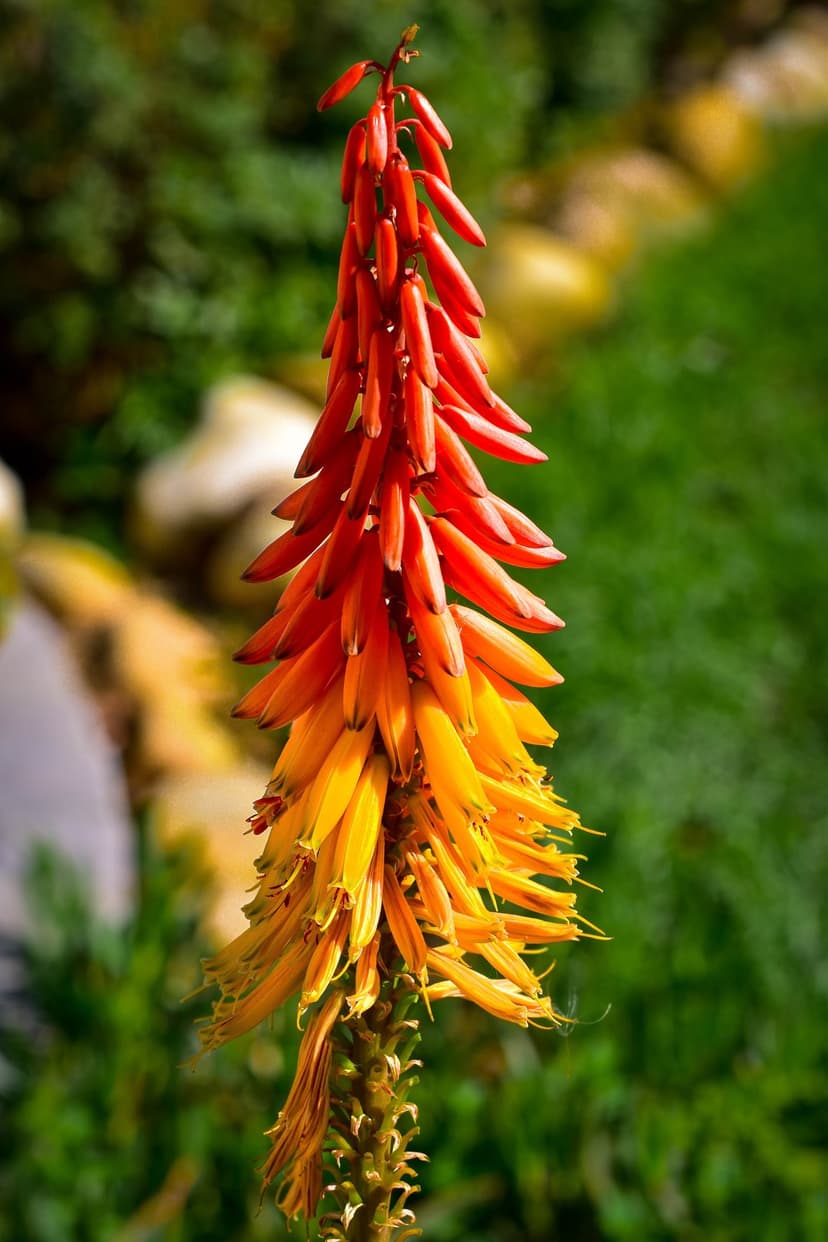 Aloe flower spike with red and yellow tubular petals stands against a blurred green garden background.