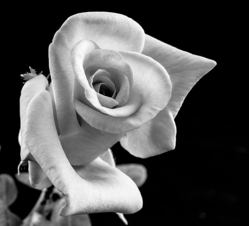 Close-up of white rose petals with detailed textures fading into a solid black background in a moody macro shot.