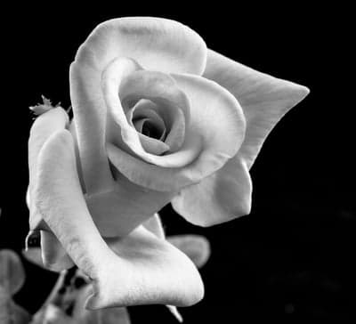 Monochromatic Rose Petals Against a Dark Background