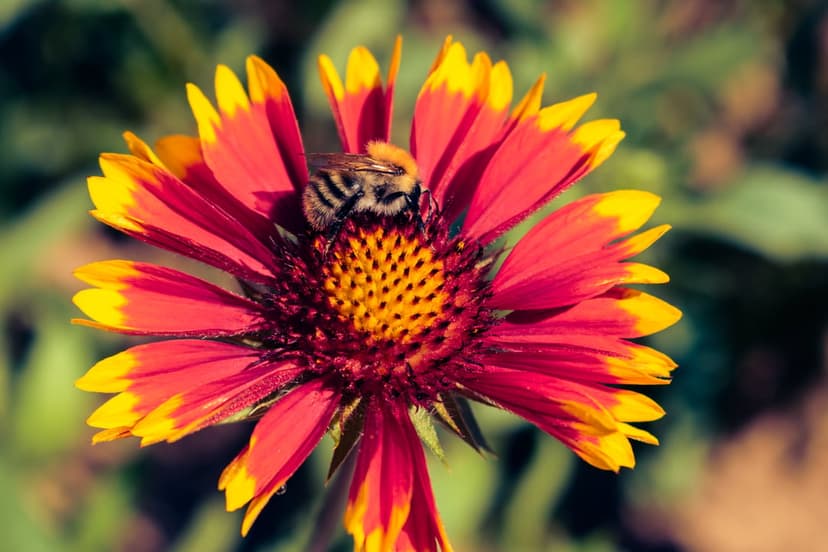 Fuzzy honey bee with black stripes collects pollen from a red and yellow wildflower with a blurred background.