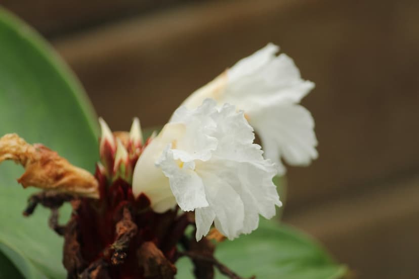 Two white ginger lily flowers with ruffled petals emerge from a red bud cluster amidst green tropical leaves.