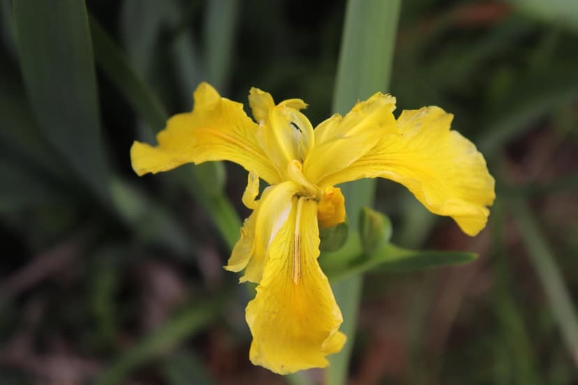Yellow iris flower with ruffled petals and fine veins stands against a soft, out-of-focus green garden background.