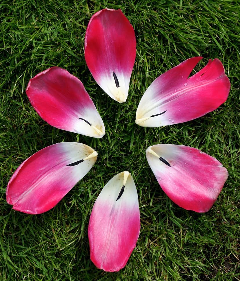 Pink and white tulip petals in a circular pattern on green grass covered in tiny morning dew drops.
