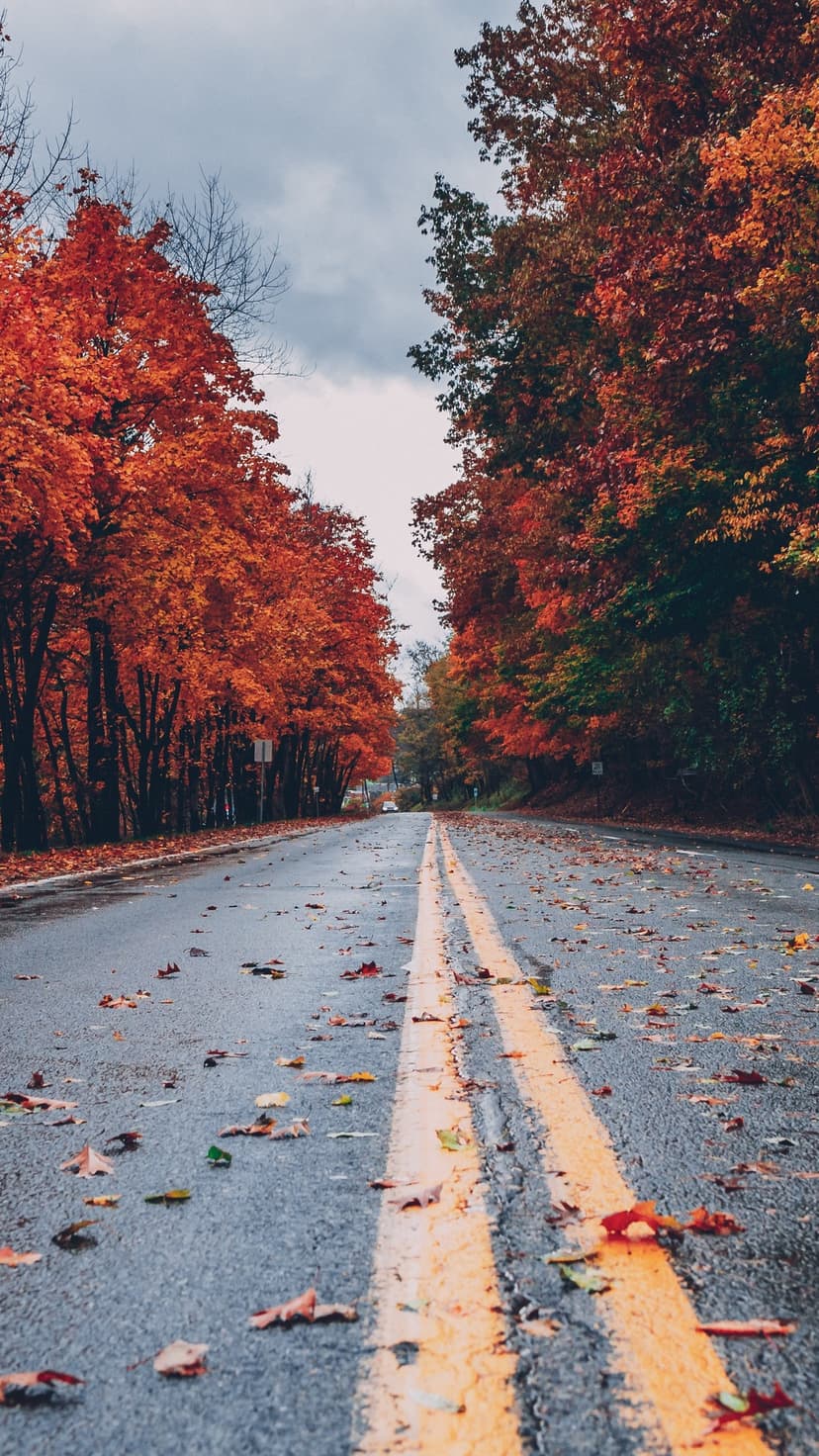 Double yellow lines lead down a wet asphalt road flanked by vibrant orange and red autumn trees with fallen leaves.