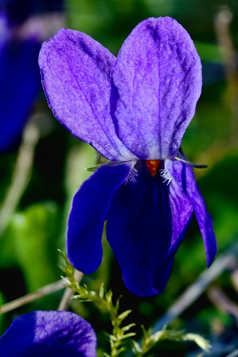 Purple violet flower close-up with sunlit petals and a bright orange stamen against a blurred green background.
