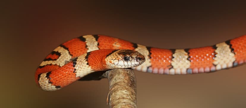 Banded snake with orange, black, and white rings coiled on a textured wood branch against a blurred background.
