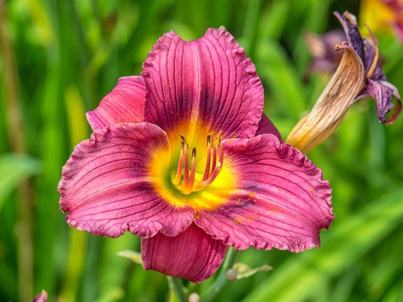 Pink daylily flower with ruffled petals and a bright yellow center against a soft-focus green background.