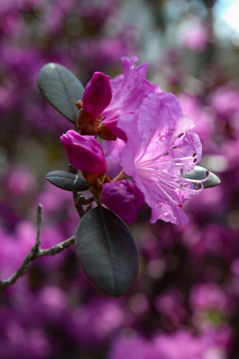 Purple rhododendron flowers and buds with soft petals surrounded by dark green leaves in a shallow focus shot.