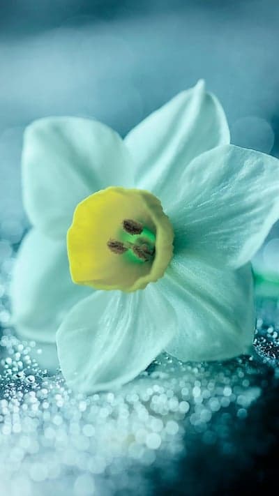 Emerald Glow - Wet White Daffodil
