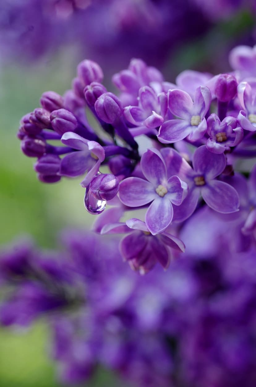 Purple lilac flowers with a clear water droplet on a petal, set against a blurred green leaf background.
