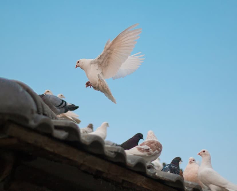 White pigeon with outstretched wings soaring from a tiled roof into a clear blue sky above a resting bird flock.