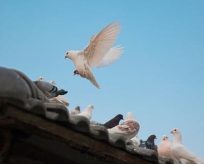 White Pigeon Ascending to Blue Sky Mobile Wallpaper