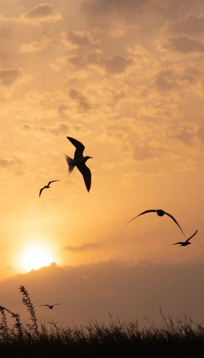 Avian Silhouettes Over Sunset Field Tablet Wallpaper