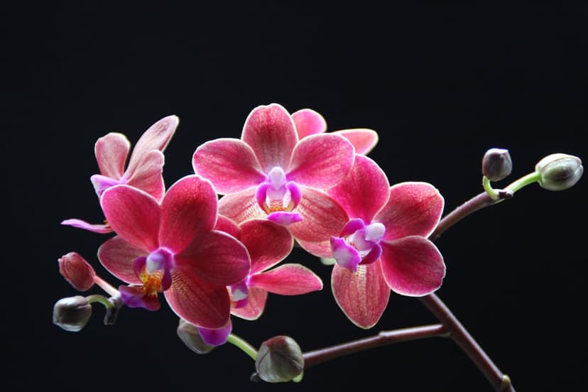 Pink orchid flowers with purple centers bloom on a dark stem against a solid black, minimalist background.