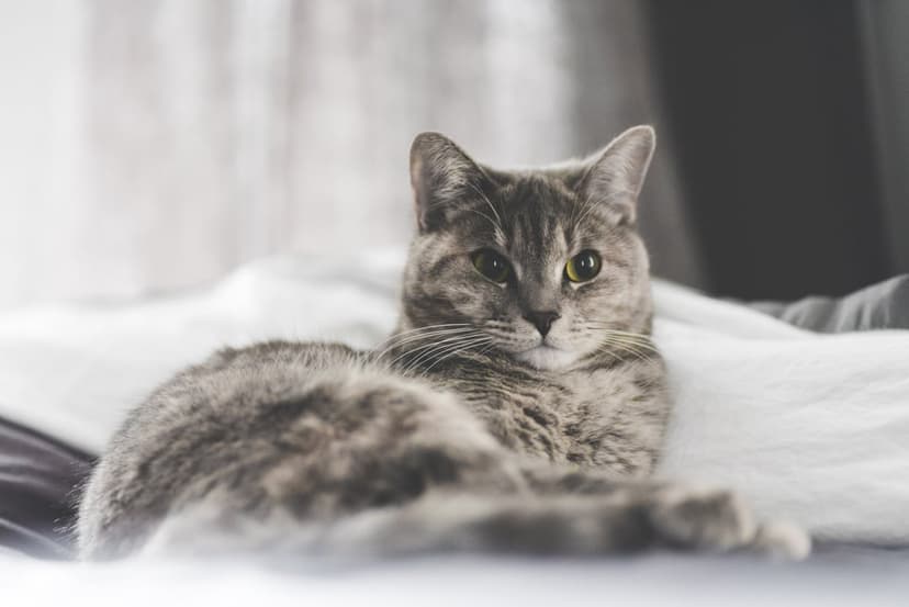 Gray tabby cat with green eyes lies on a white blanket with soft lighting highlighting its striped silver fur.