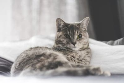 Gray Tabby Cat Relaxing on Soft White Bedding