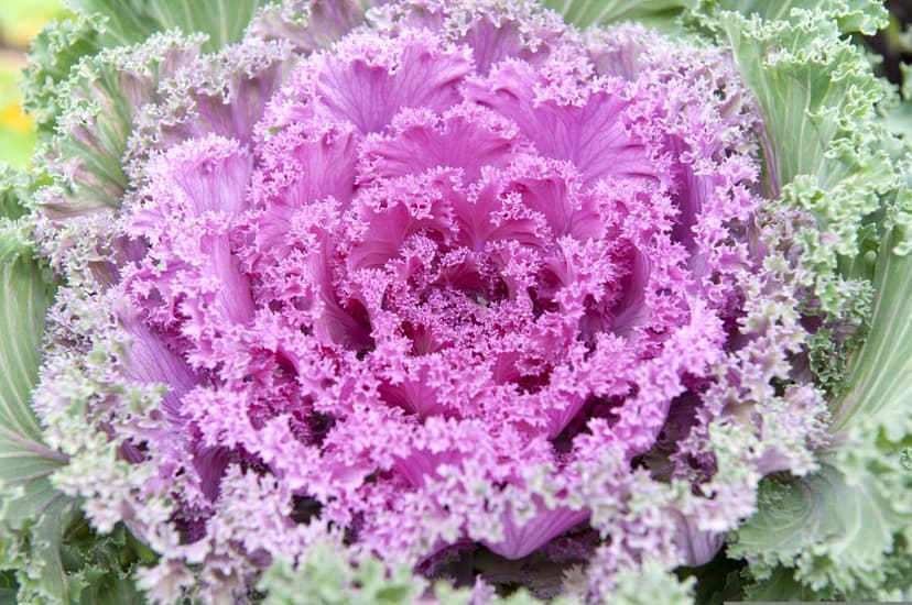 Purple and green ornamental kale plant with ruffled leaves forming a dense rosette in a macro close-up view.